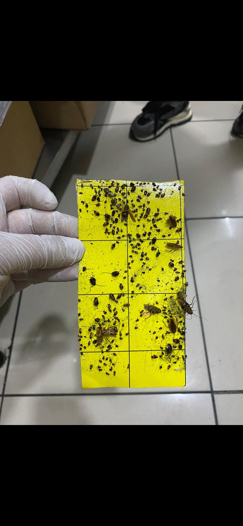 Haşere kontrol tuzağı üzerinde böcekler
